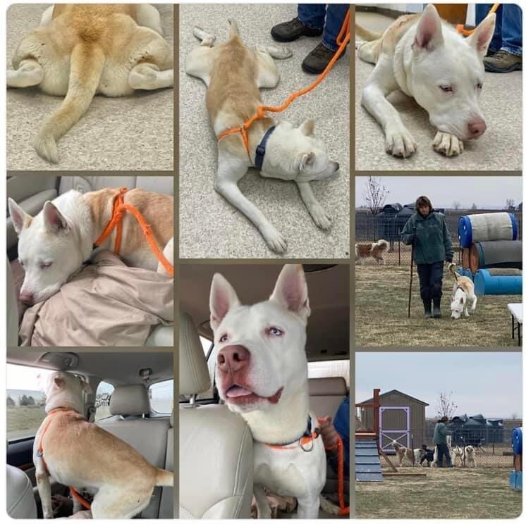 Milton Adoptive or Foster home Needed, an adoptable Pit Bull Terrier, Husky in West Richland, WA, 99353 | Photo Image 2