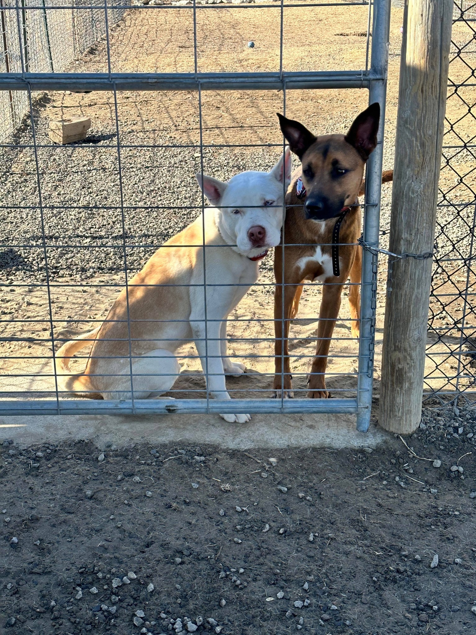 Milton Adoptive or Foster home Needed, an adoptable Pit Bull Terrier, Husky in West Richland, WA, 99353 | Photo Image 3