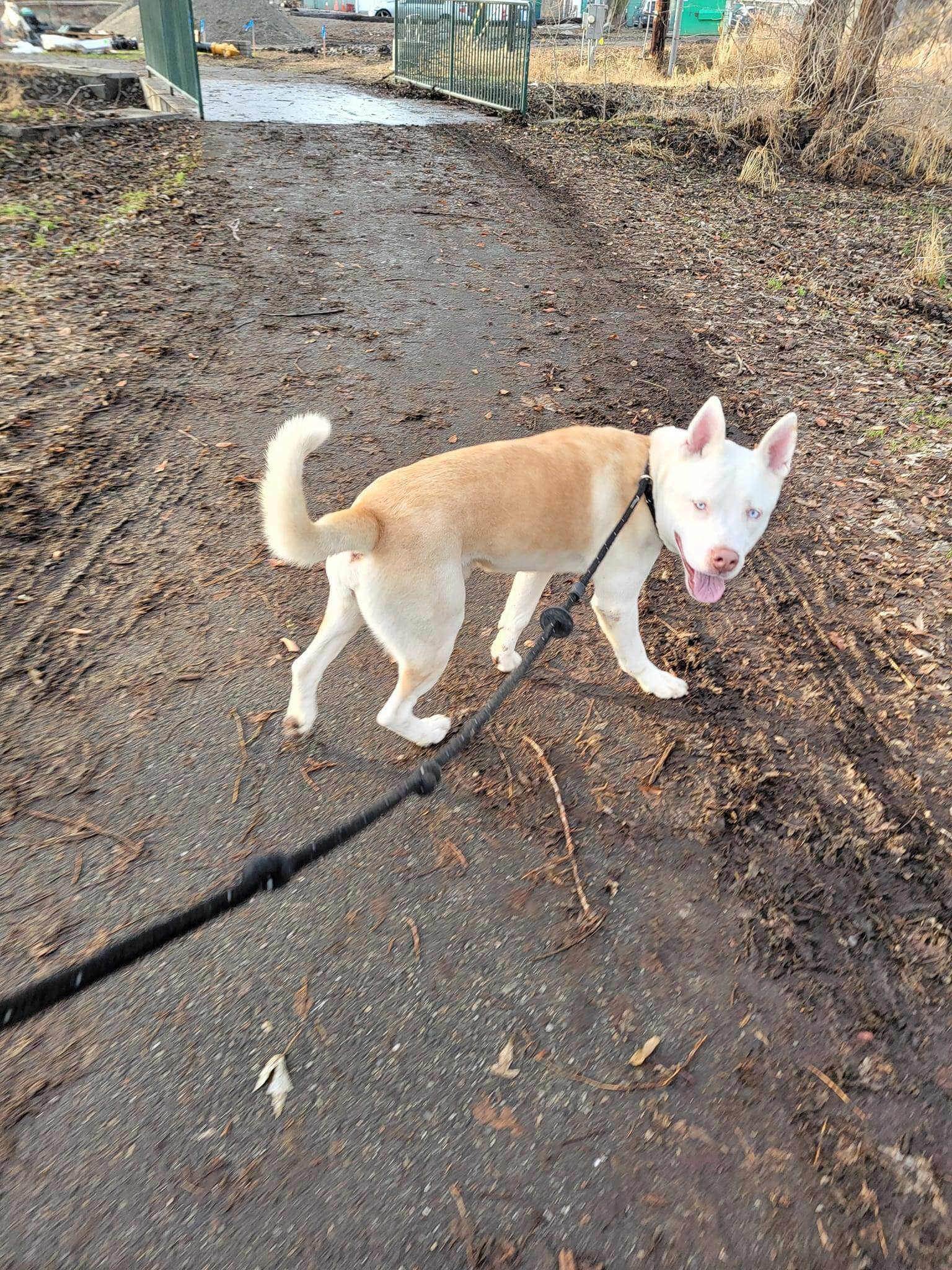 Milton Adoptive or Foster home Needed, an adoptable Pit Bull Terrier, Husky in West Richland, WA, 99353 | Photo Image 4