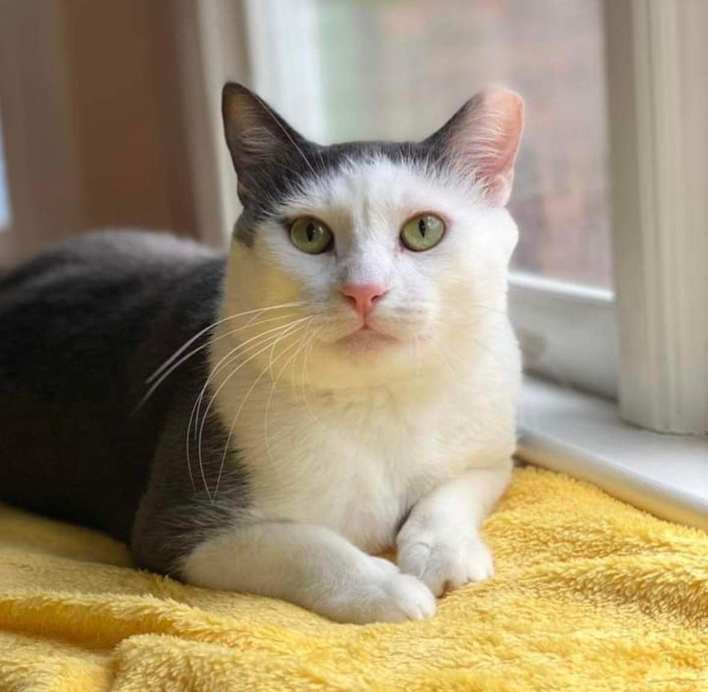 Zeke, an adoptable Domestic Short Hair in Raleigh, NC, 27604 | Photo Image 1