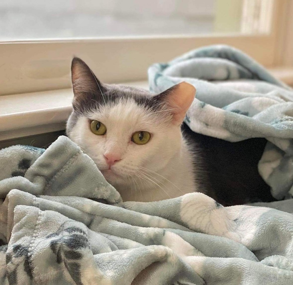 Zeke, an adoptable Domestic Short Hair in Raleigh, NC, 27604 | Photo Image 6