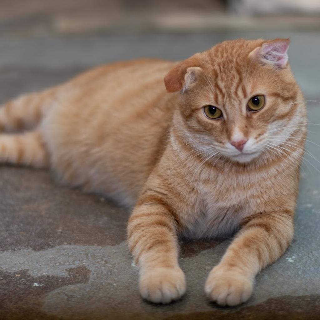 Thor, an adoptable Domestic Short Hair in Buffalo, NY, 14226 | Photo Image 1