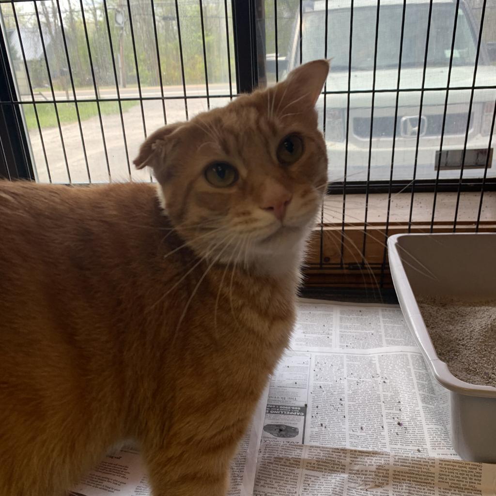 Thor, an adoptable Domestic Short Hair in Buffalo, NY, 14226 | Photo Image 2