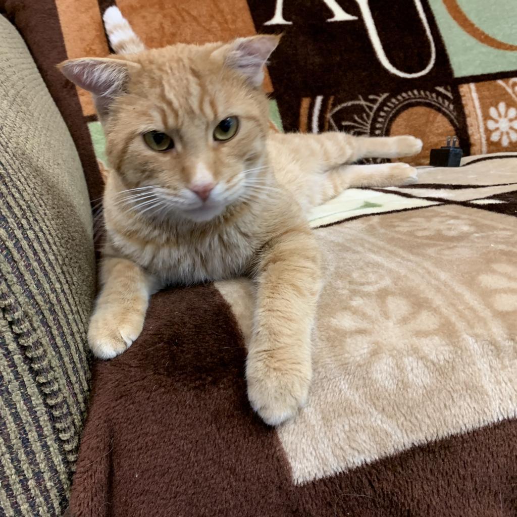 Thor, an adoptable Domestic Short Hair in Buffalo, NY, 14226 | Photo Image 3