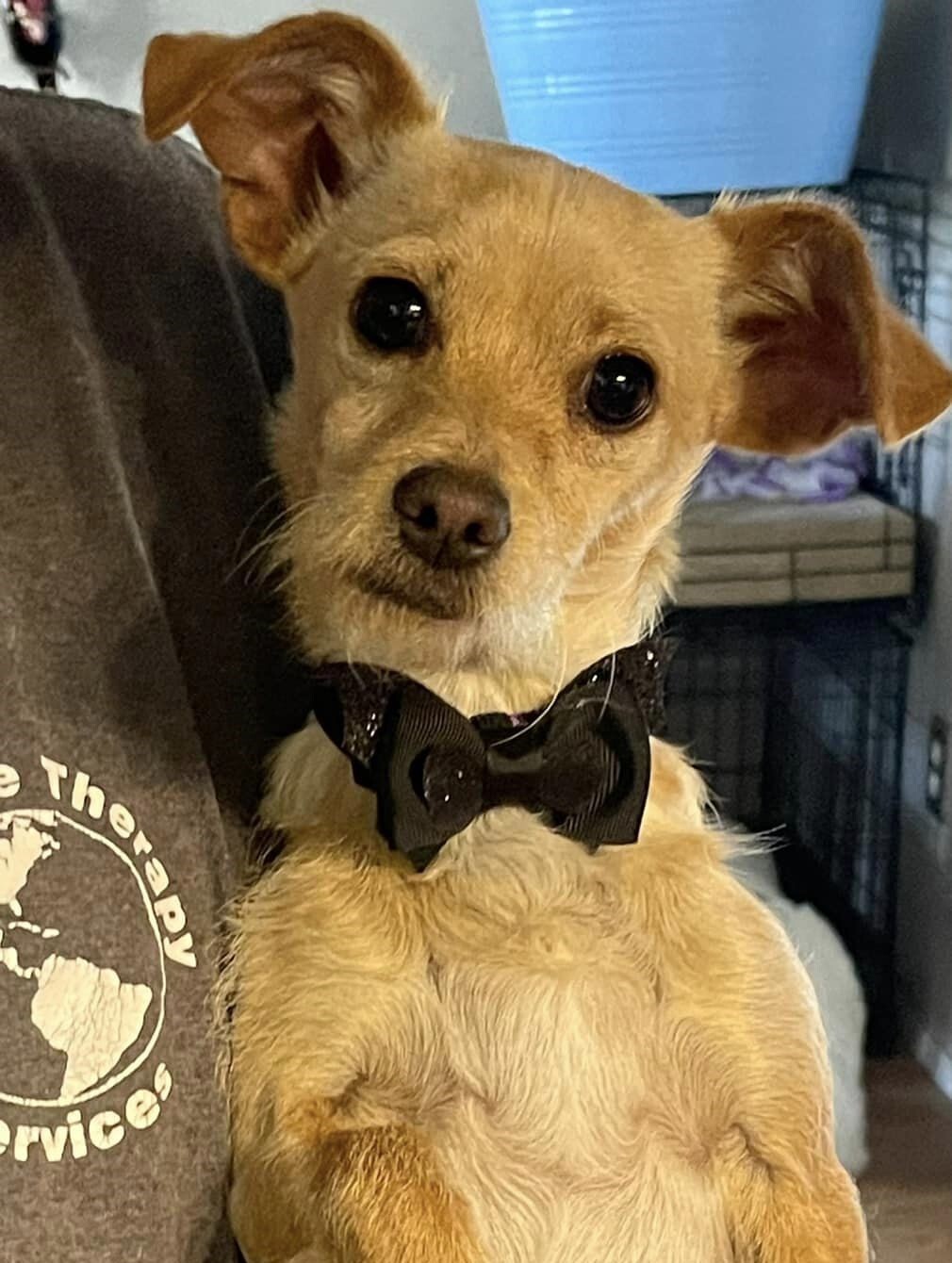 Duke, an adoptable Terrier in West Richland, WA, 99353 | Photo Image 1