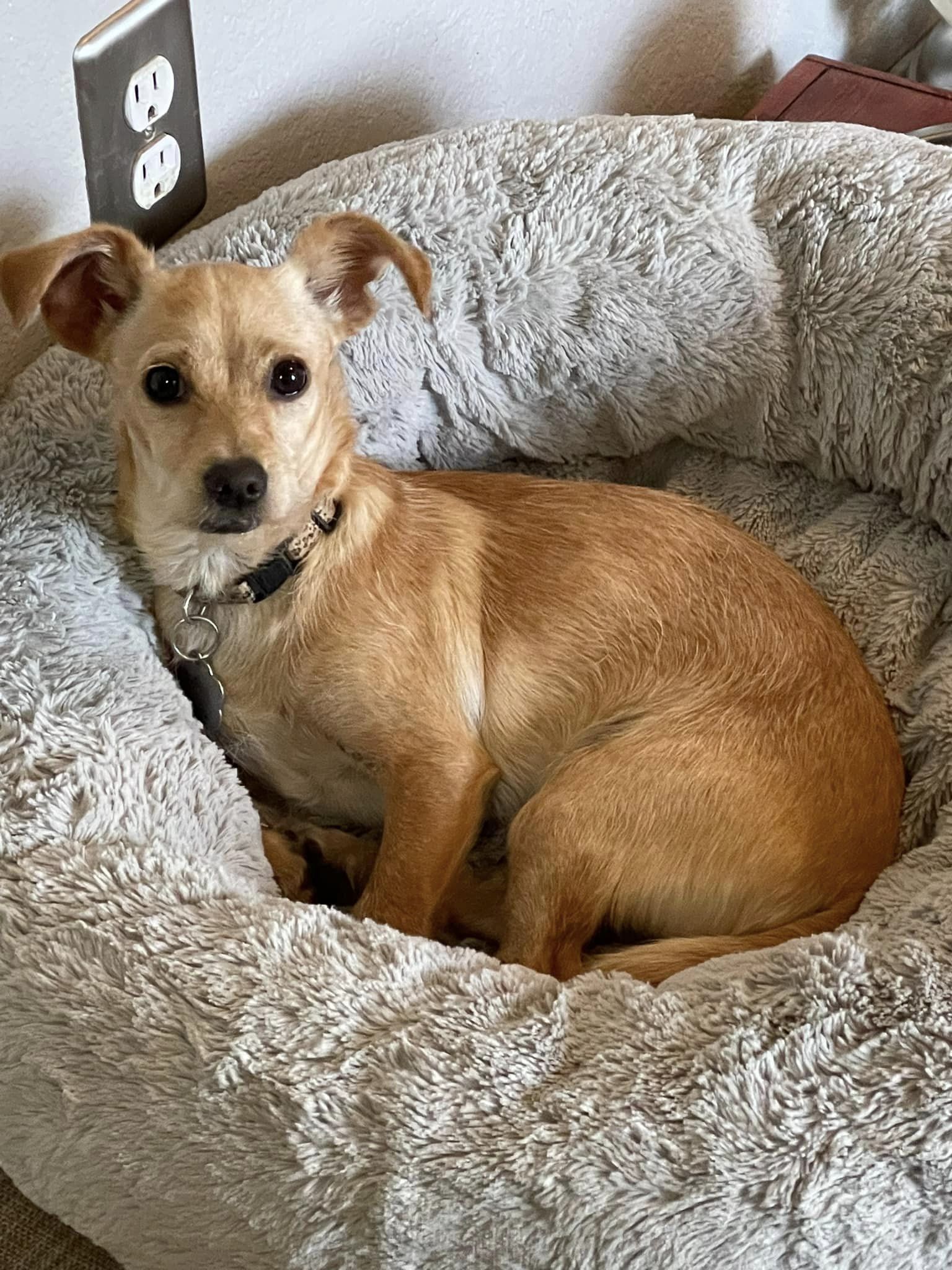 Duke, an adoptable Terrier in West Richland, WA, 99353 | Photo Image 2