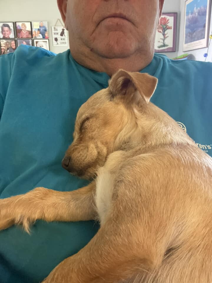 Duke, an adoptable Terrier in West Richland, WA, 99353 | Photo Image 3