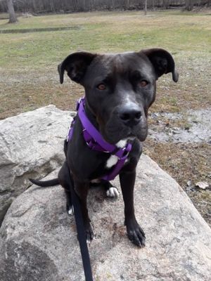 Dog for adoption - Twix, a Pit Bull Terrier & Labrador Retriever Mix in  Westland, MI | Petfinder