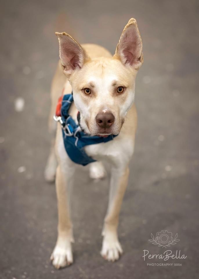 Calder, an adoptable Husky, Pit Bull Terrier in West Richland, WA, 99353 | Photo Image 1
