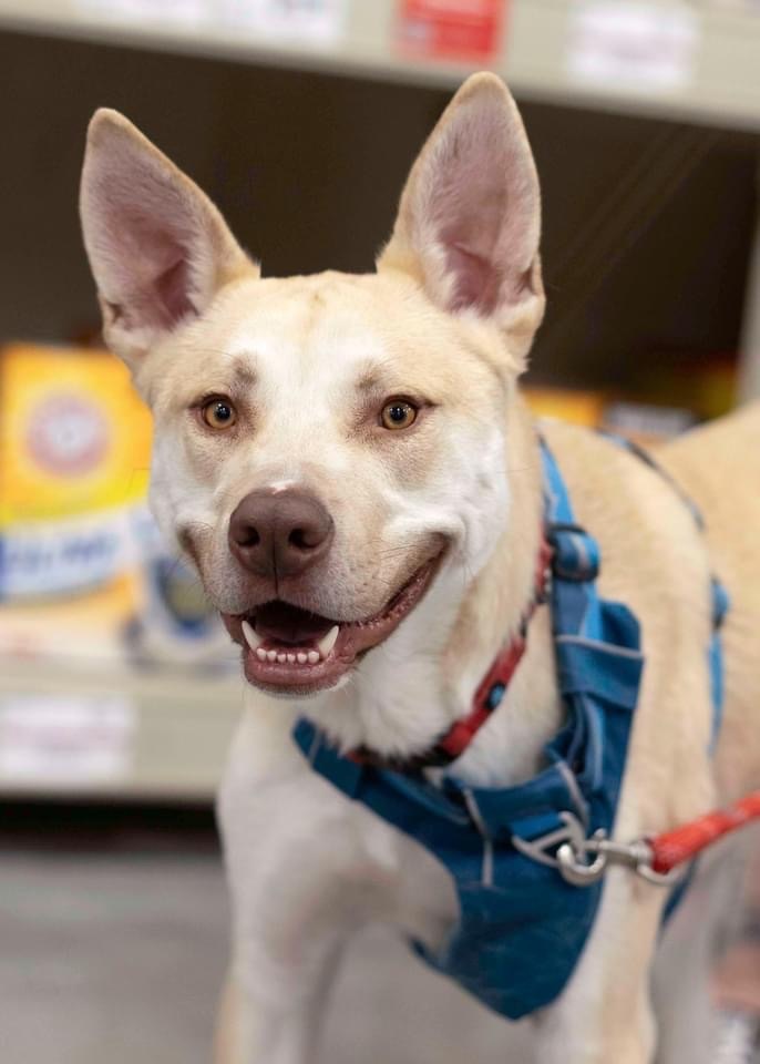 Calder, an adoptable Husky, Pit Bull Terrier in West Richland, WA, 99353 | Photo Image 2