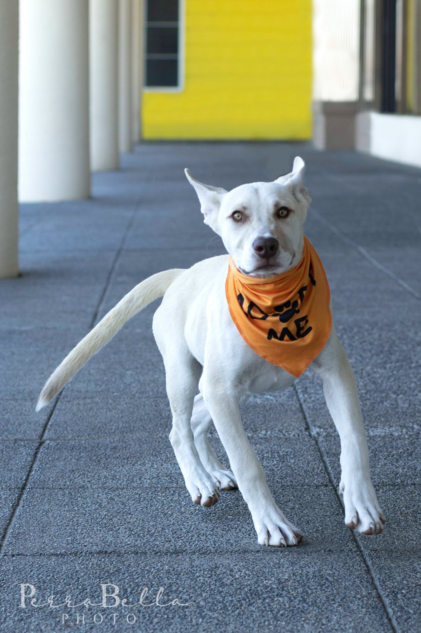 Calder, an adoptable Husky, Pit Bull Terrier in West Richland, WA, 99353 | Photo Image 3