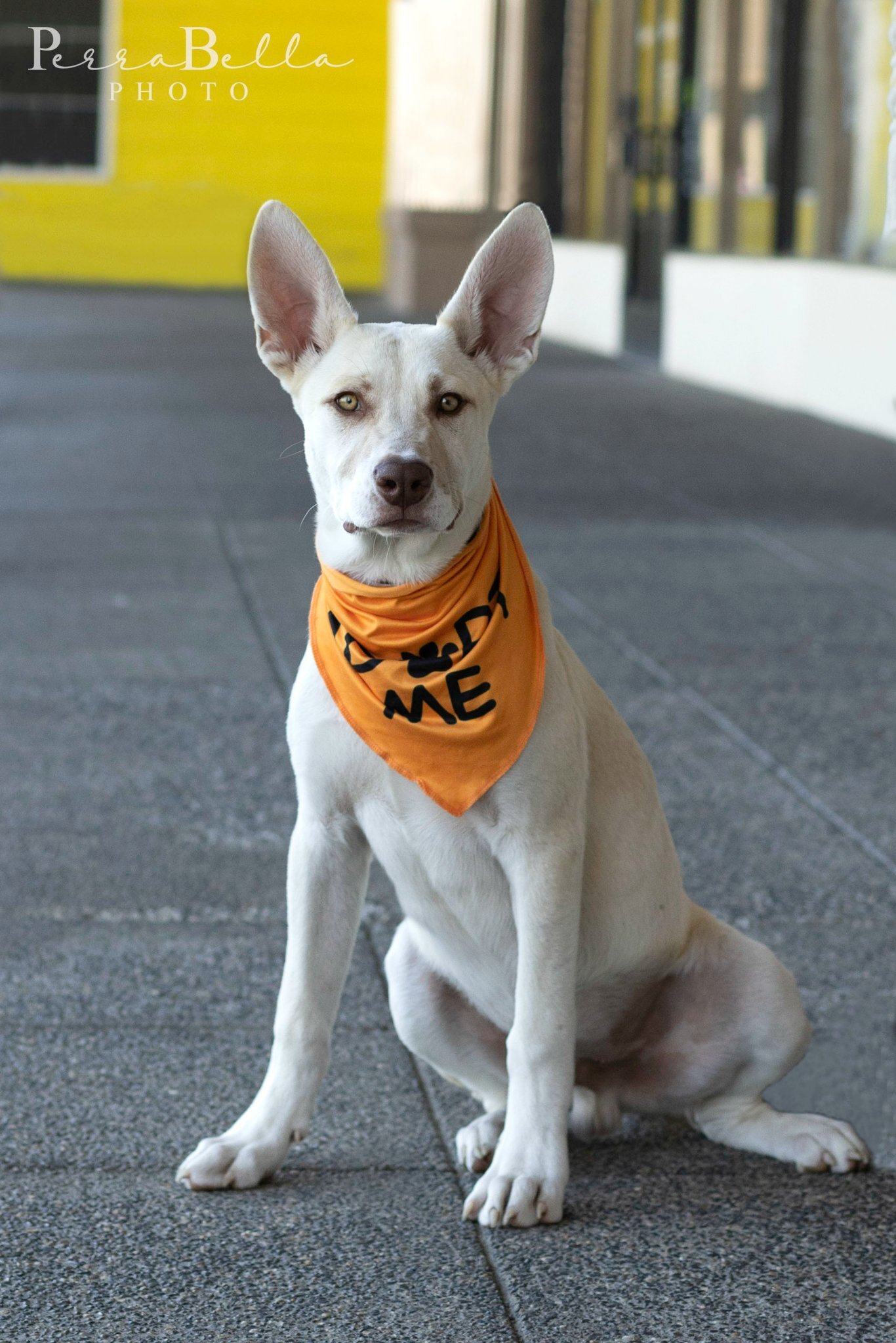 Calder, an adoptable Husky, Pit Bull Terrier in West Richland, WA, 99353 | Photo Image 4