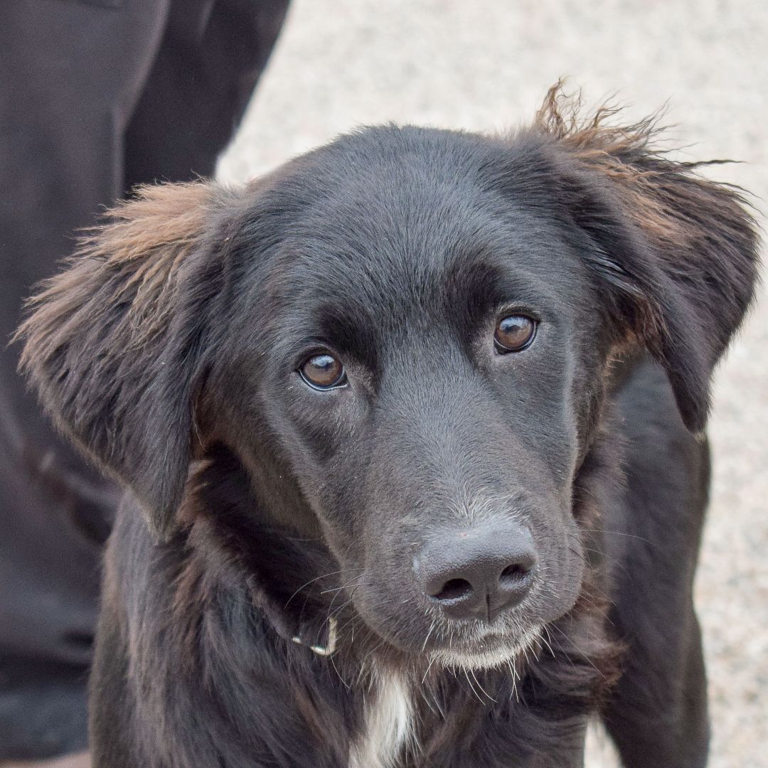Dog for adoption - Elvis, a Catahoula Leopard Dog & Australian Shepherd Mix  in Huntley, IL | Petfinder