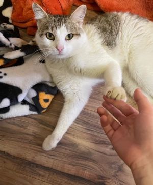 Meet Diesel This 1-2 year old cat was found at a gas station where a man was feeding him We