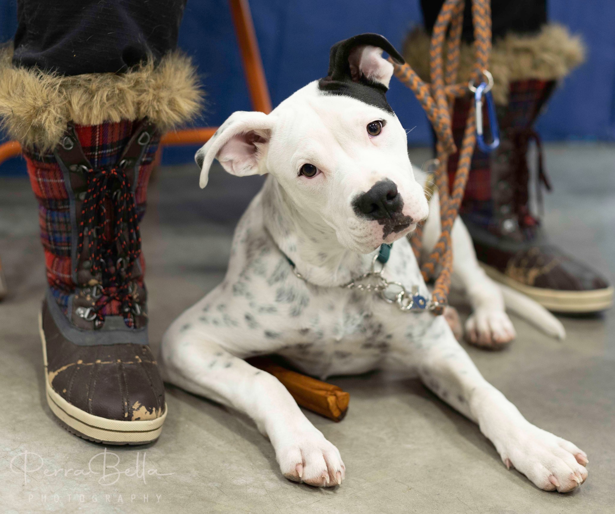 Sasha, an adoptable Pit Bull Terrier in West Richland, WA, 99353 | Photo Image 1