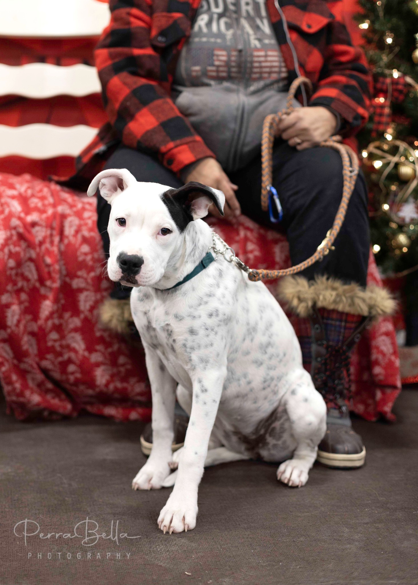 Sasha, an adoptable Pit Bull Terrier in West Richland, WA, 99353 | Photo Image 2
