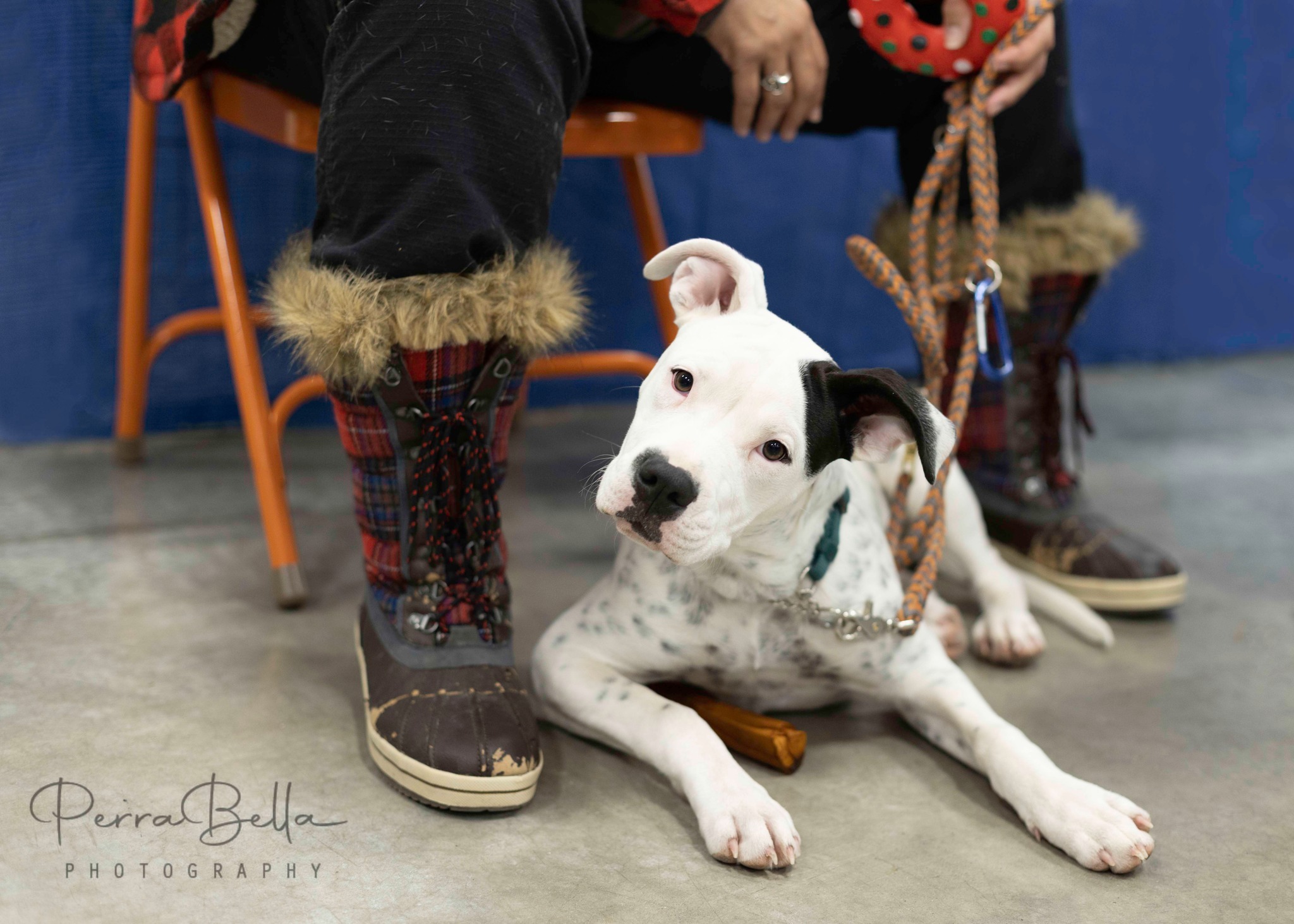 Sasha, an adoptable Pit Bull Terrier in West Richland, WA, 99353 | Photo Image 3