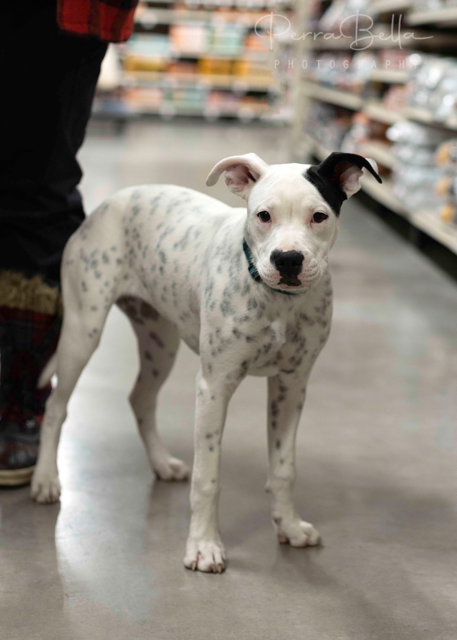 Sasha, an adoptable Pit Bull Terrier in West Richland, WA, 99353 | Photo Image 4