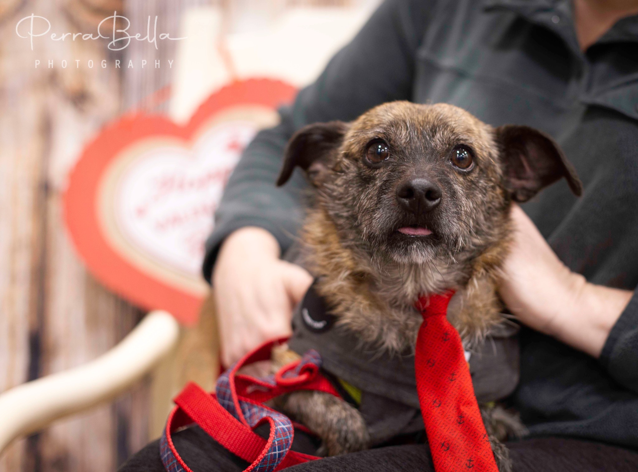 Sven, an adoptable Terrier in West Richland, WA, 99353 | Photo Image 2