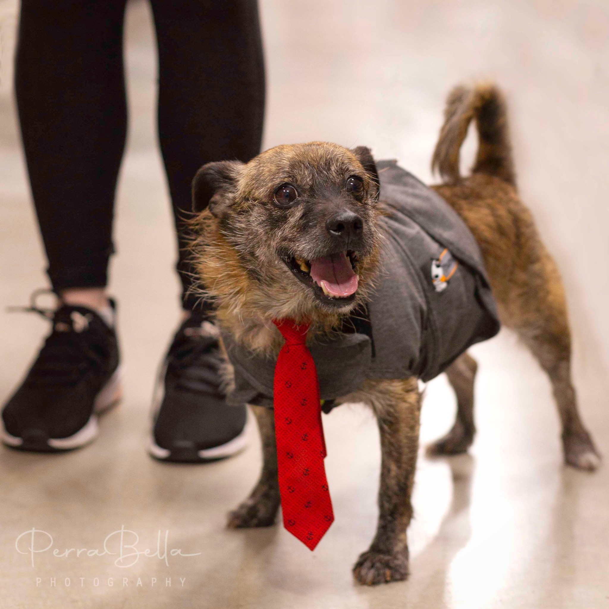 Sven, an adoptable Terrier in West Richland, WA, 99353 | Photo Image 3