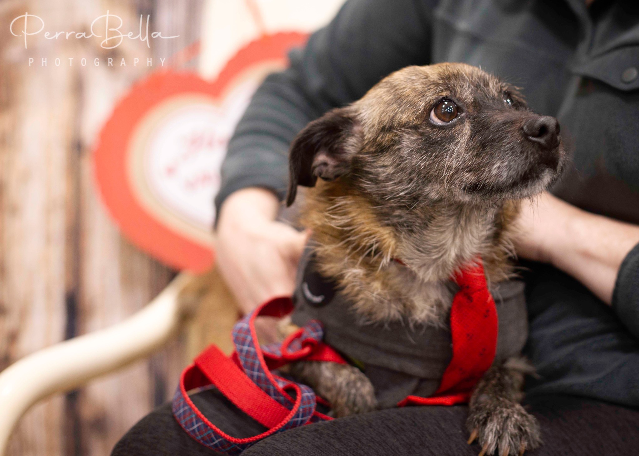Sven, an adoptable Terrier in West Richland, WA, 99353 | Photo Image 4