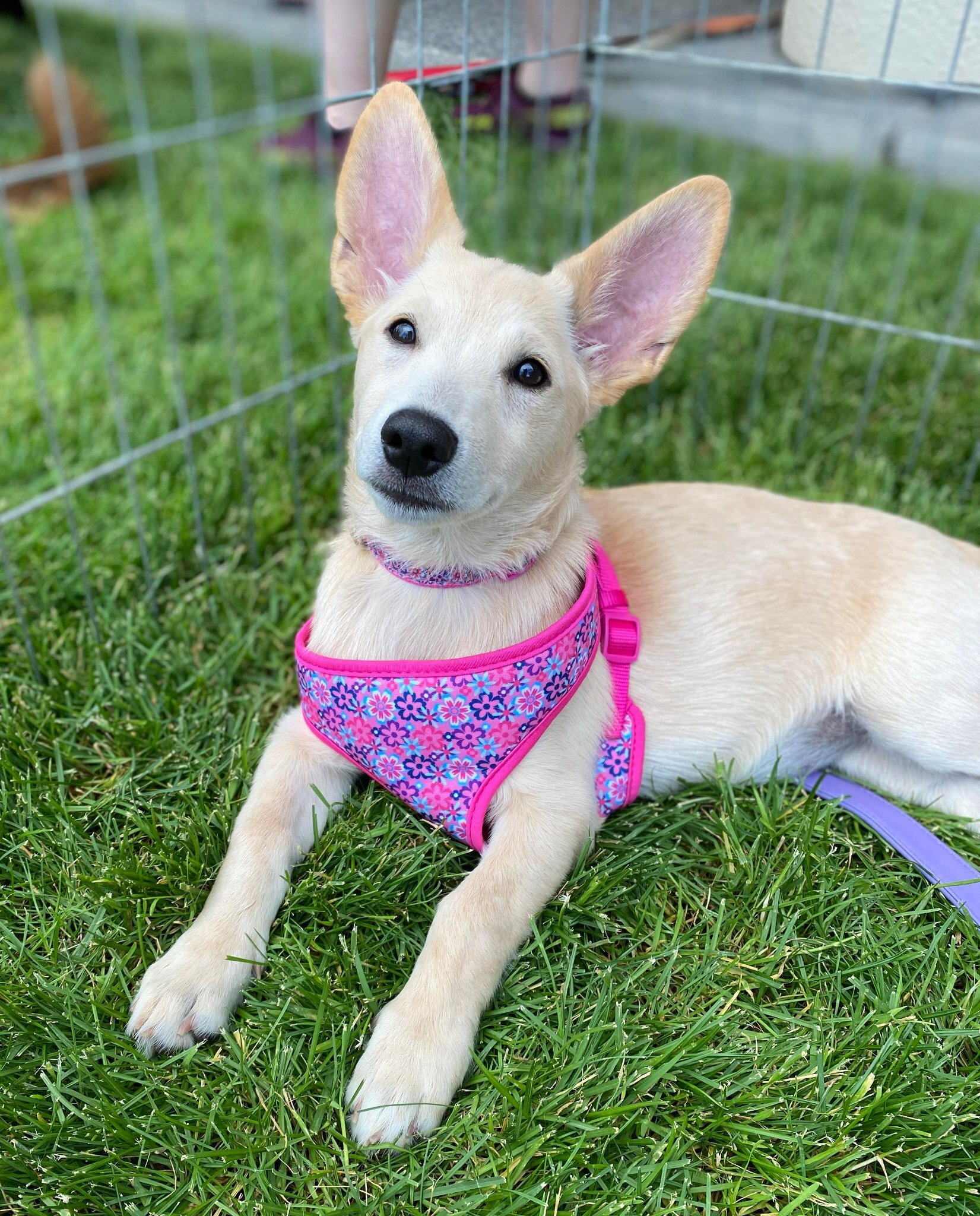 Gianna, an adoptable Labrador Retriever, German Shepherd Dog in West Richland, WA, 99353 | Photo Image 1