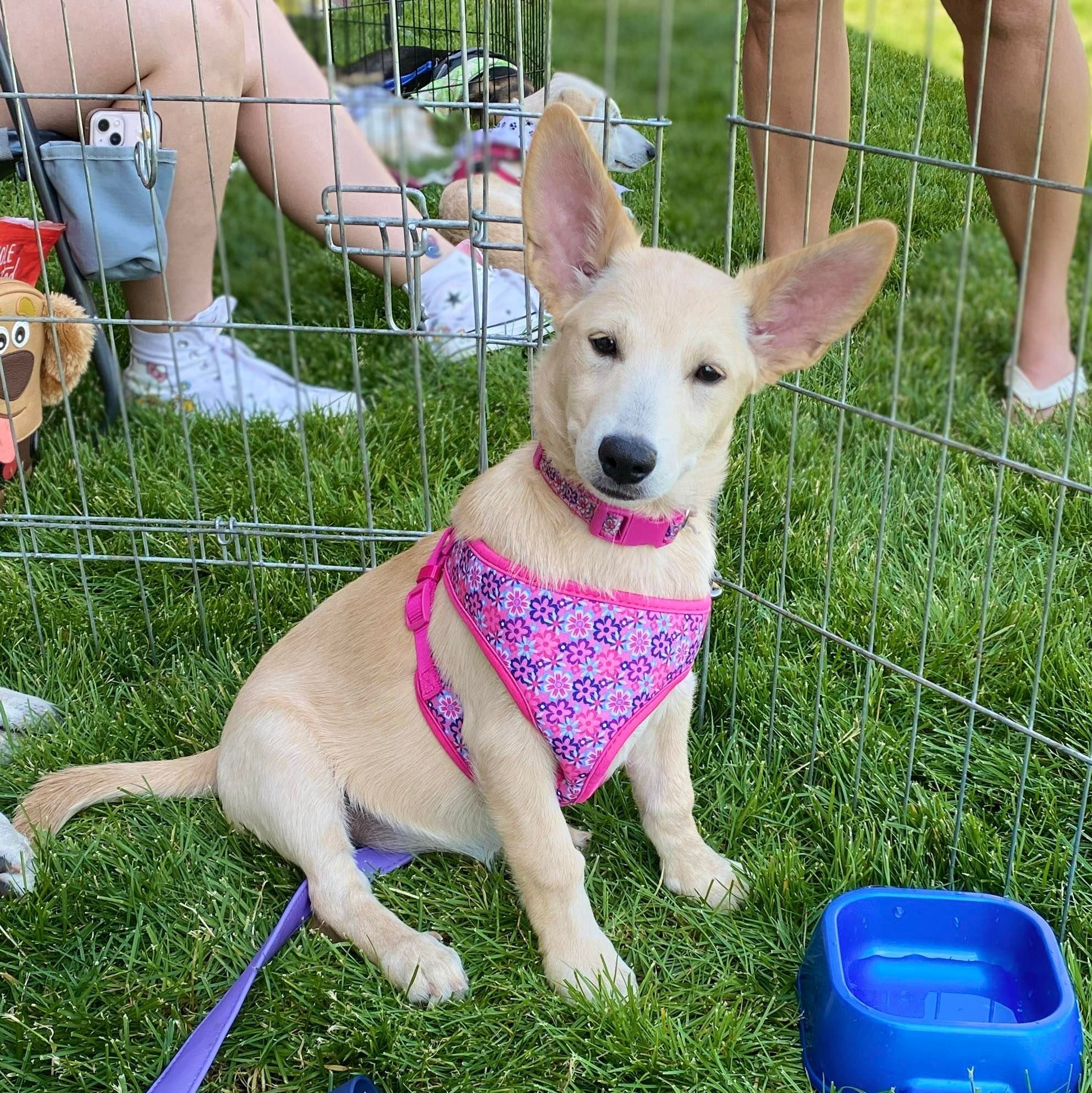 Gianna, an adoptable Labrador Retriever, German Shepherd Dog in West Richland, WA, 99353 | Photo Image 2