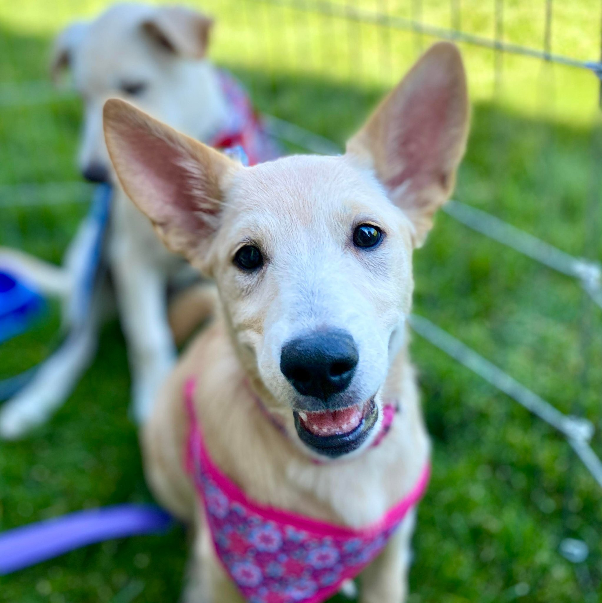Gianna, an adoptable Labrador Retriever, German Shepherd Dog in West Richland, WA, 99353 | Photo Image 3