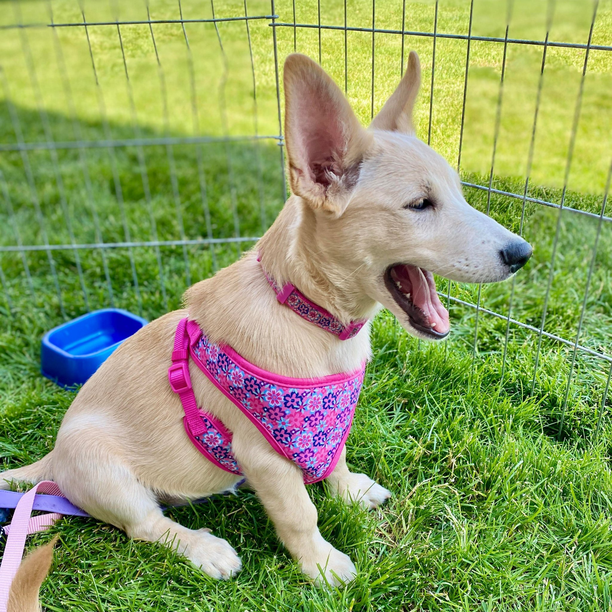 Gianna, an adoptable Labrador Retriever, German Shepherd Dog in West Richland, WA, 99353 | Photo Image 4