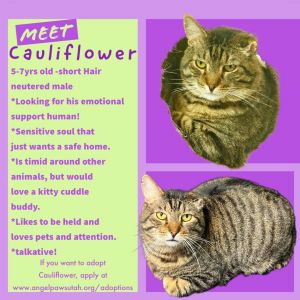Cats for Adoption Near Lehi, UT | Petfinder