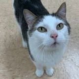 Pepper, an adoptable Domestic Short Hair in Rushville, IL_image-1