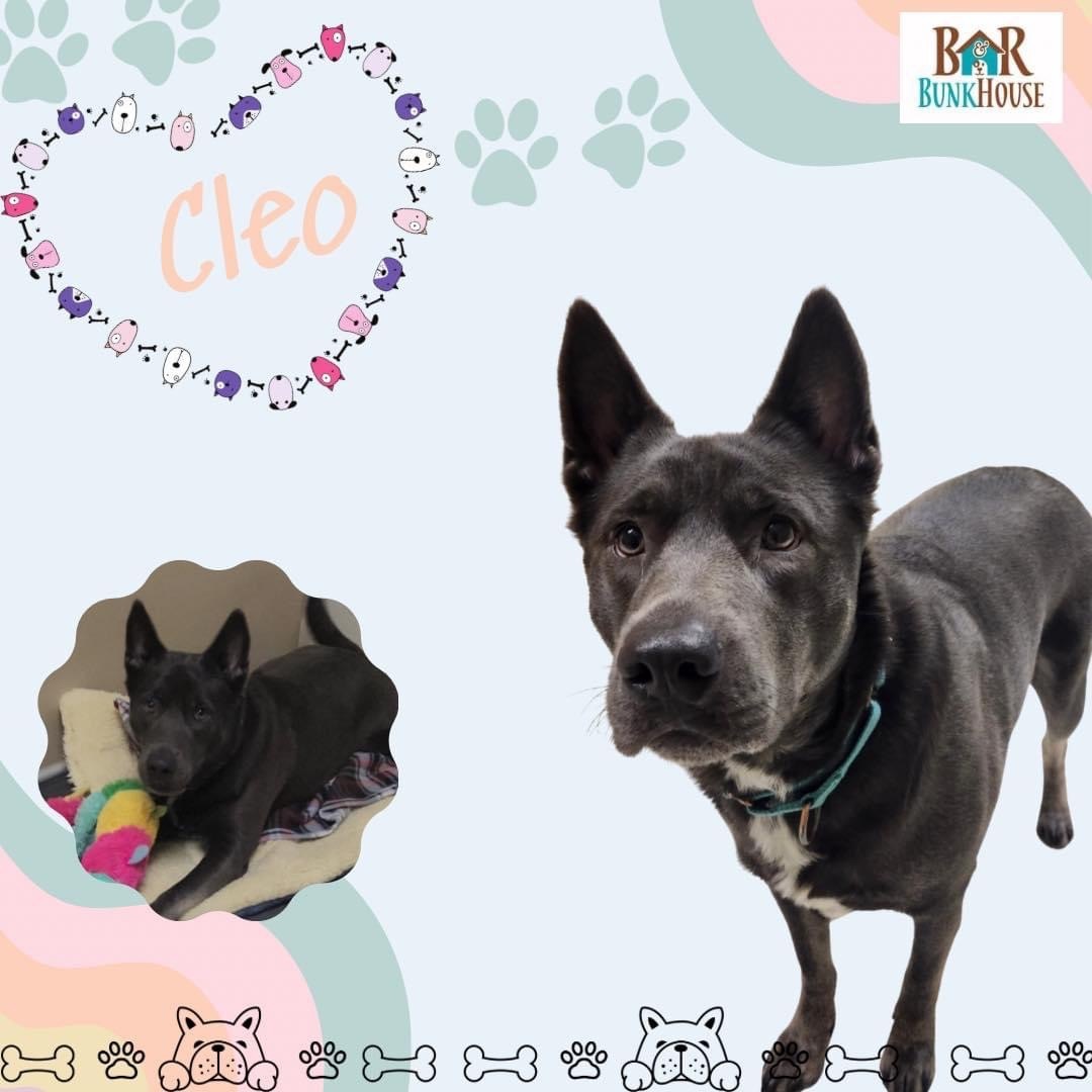 Cleo, an adoptable Mixed Breed in North Syracuse, NY, 13212 | Photo Image 2