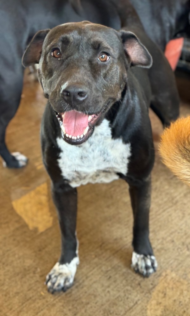 Tink Tink, an adoptable Pit Bull Terrier, Mixed Breed in Waynesville, GA, 31566 | Photo Image 1