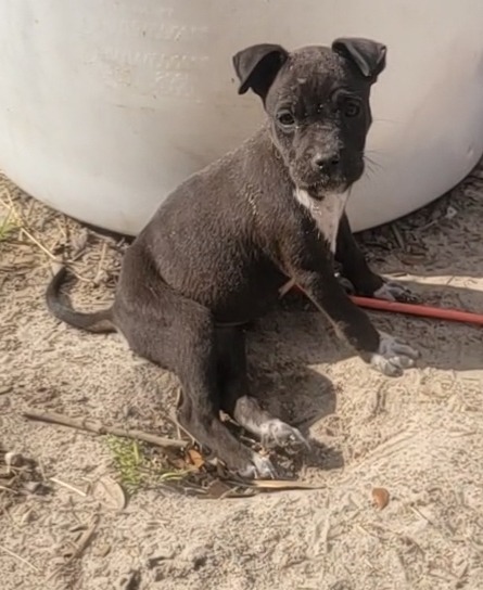 Tink Tink, an adoptable Pit Bull Terrier, Mixed Breed in Waynesville, GA, 31566 | Photo Image 2