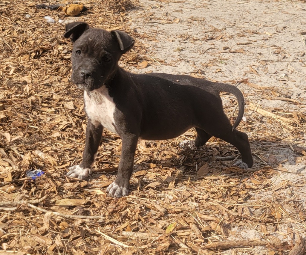 Tink Tink, an adoptable Pit Bull Terrier, Mixed Breed in Waynesville, GA, 31566 | Photo Image 3