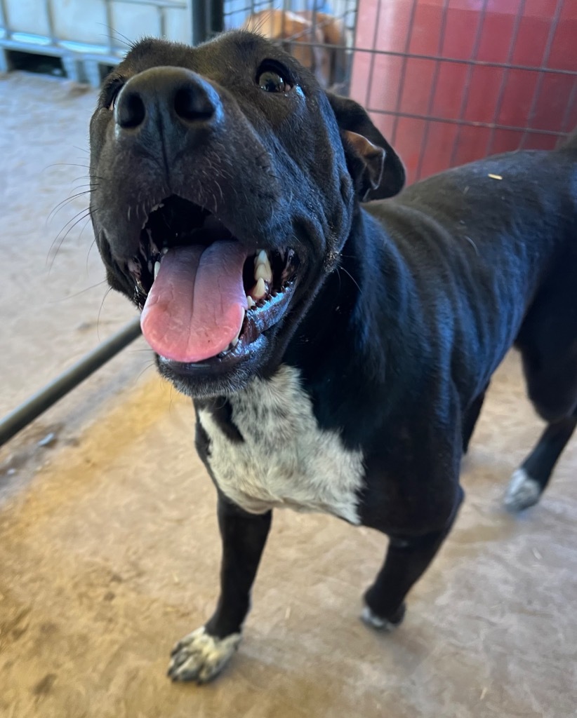 Tink Tink, an adoptable Pit Bull Terrier, Mixed Breed in Waynesville, GA, 31566 | Photo Image 5