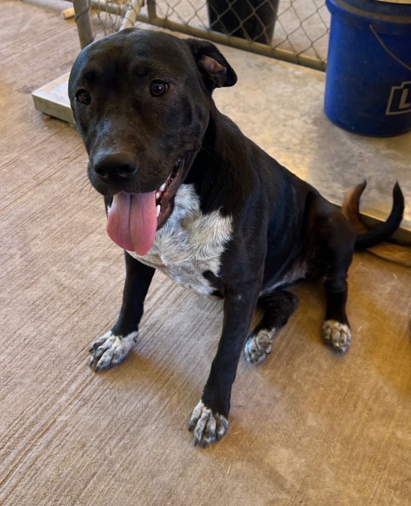 Tink Tink, an adoptable Pit Bull Terrier, Mixed Breed in Waynesville, GA, 31566 | Photo Image 5