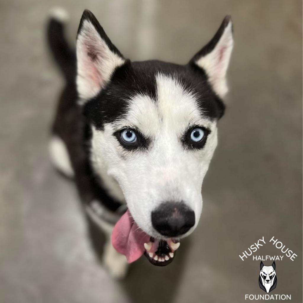 Bella, an adoptable Husky in Eufaula, OK, 74432 | Photo Image 1