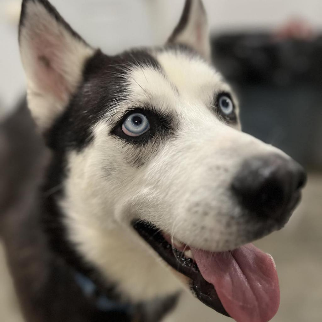 Bella, an adoptable Husky in Eufaula, OK, 74432 | Photo Image 2