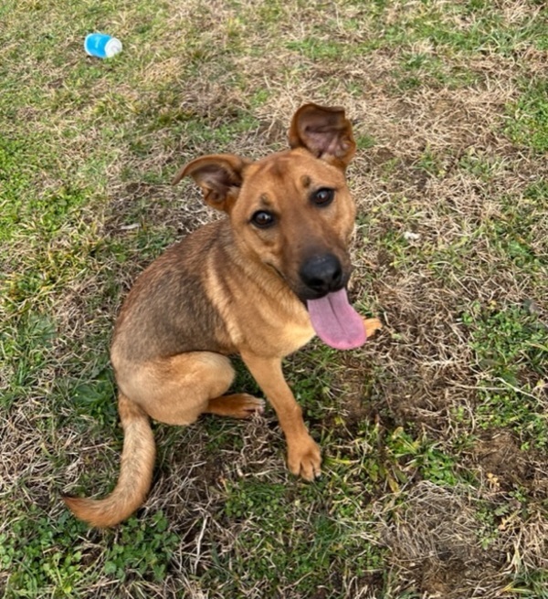 Maggie, an adoptable Shepherd Mix in Winchester, KY_image-1