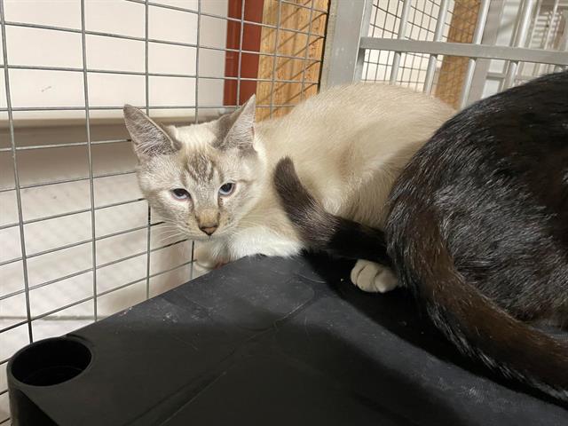 A122467, an adoptable Domestic Short Hair in Hanford, CA, 93230 | Photo Image 1