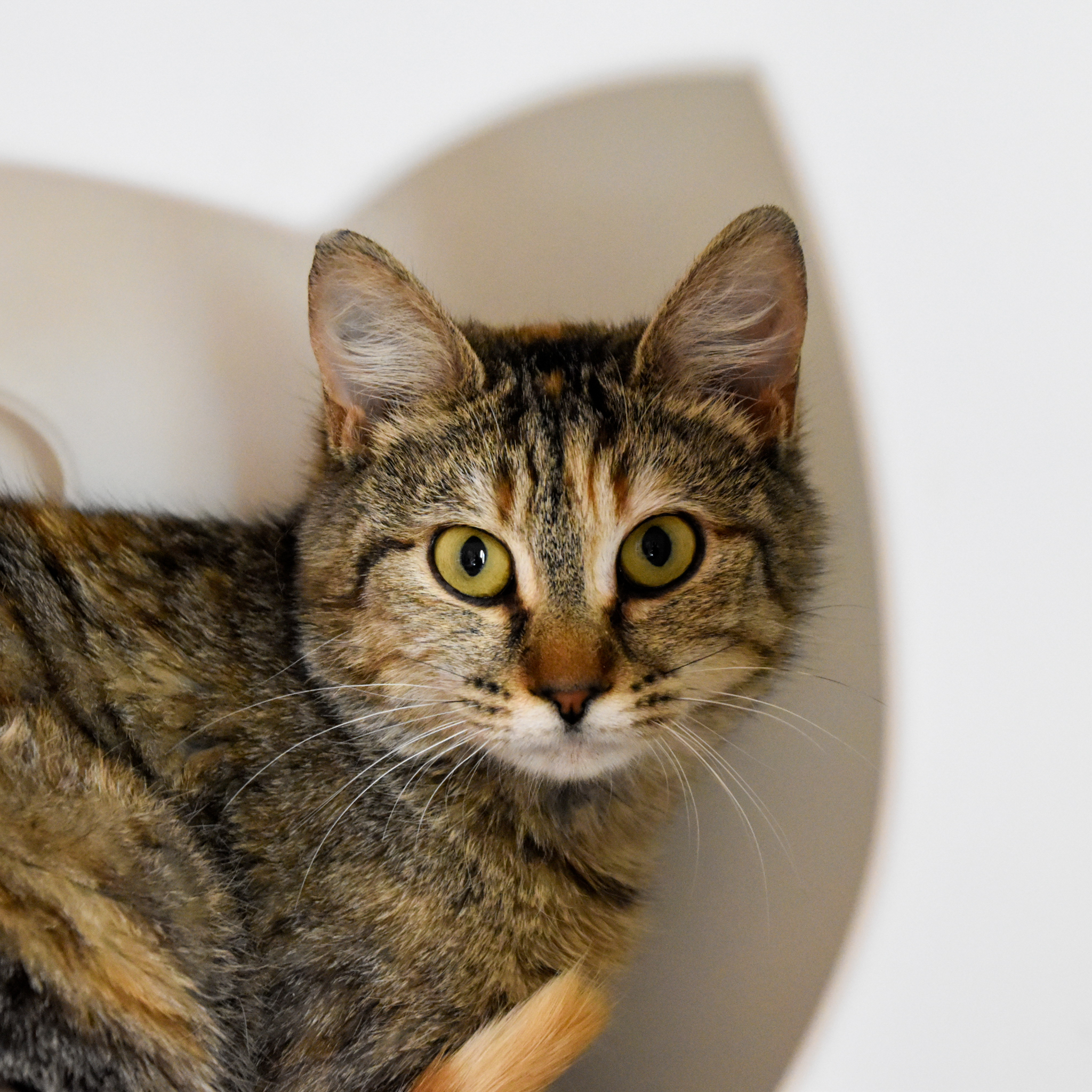 Chickenfish (and Nemo), an adoptable Domestic Short Hair in Santa Fe, NM, 87501 | Photo Image 1