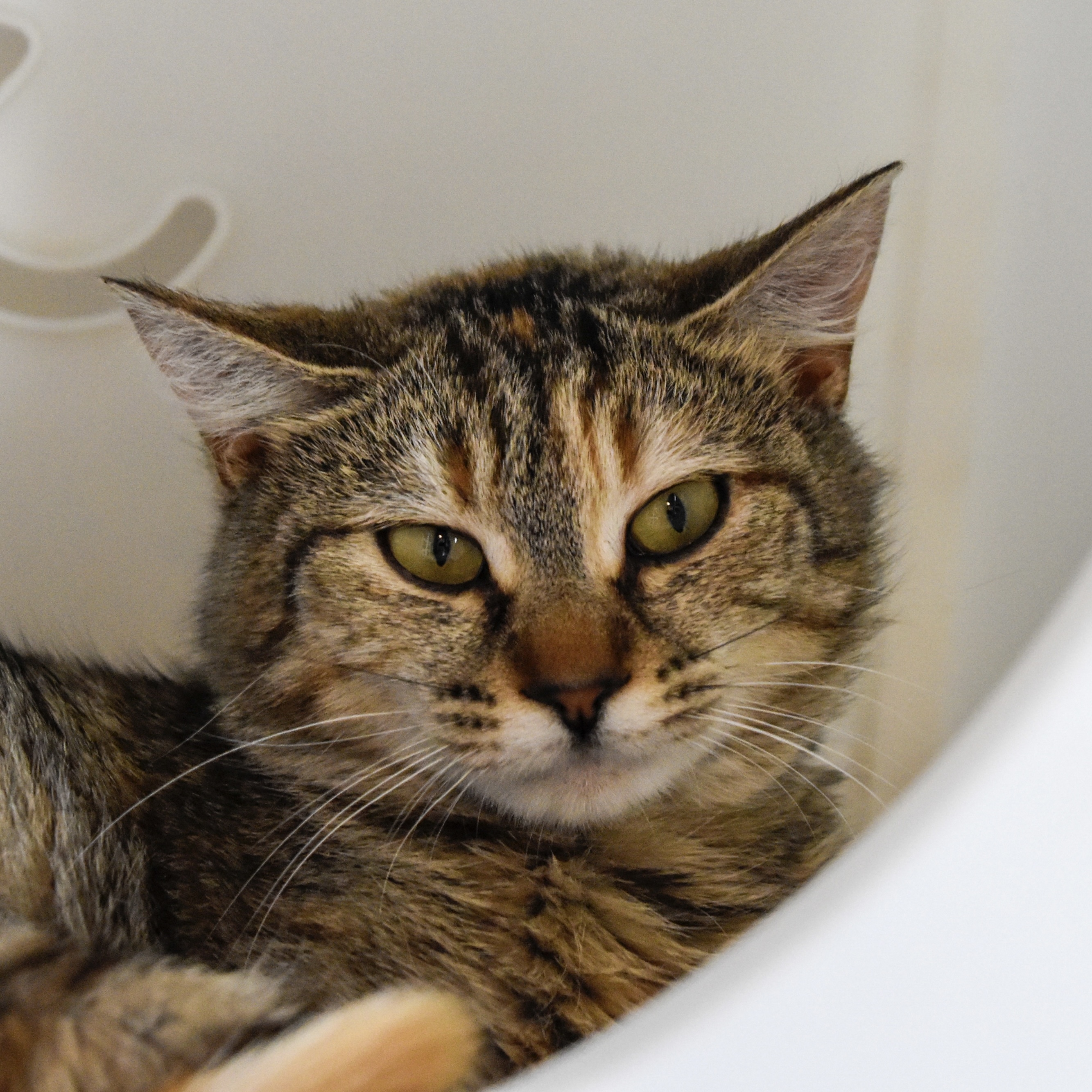 Chickenfish (and Nemo), an adoptable Domestic Short Hair in Santa Fe, NM, 87501 | Photo Image 2