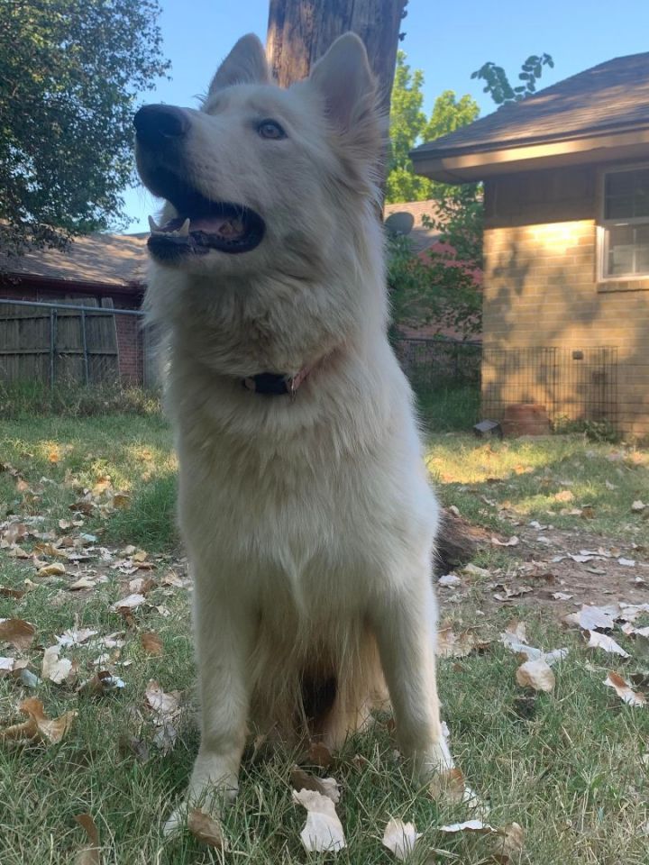 Padme, an adoptable Husky in Oklahoma City, OK_image-6