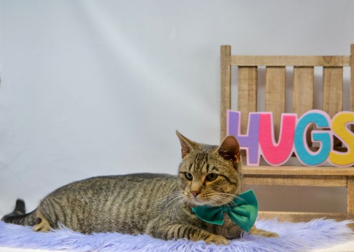Gilley, an adopted Tabby in Sevierville, TN_image-2