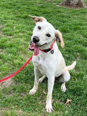 Meet HUCK A gorgeous Yellow Lab mix approx 1  12 years old and 60 lbs and looking for his