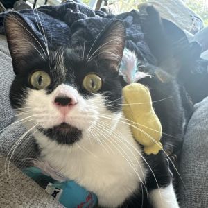 My name is Prince Charming and my friends at Stray Cat Alliance say that I live up to my name