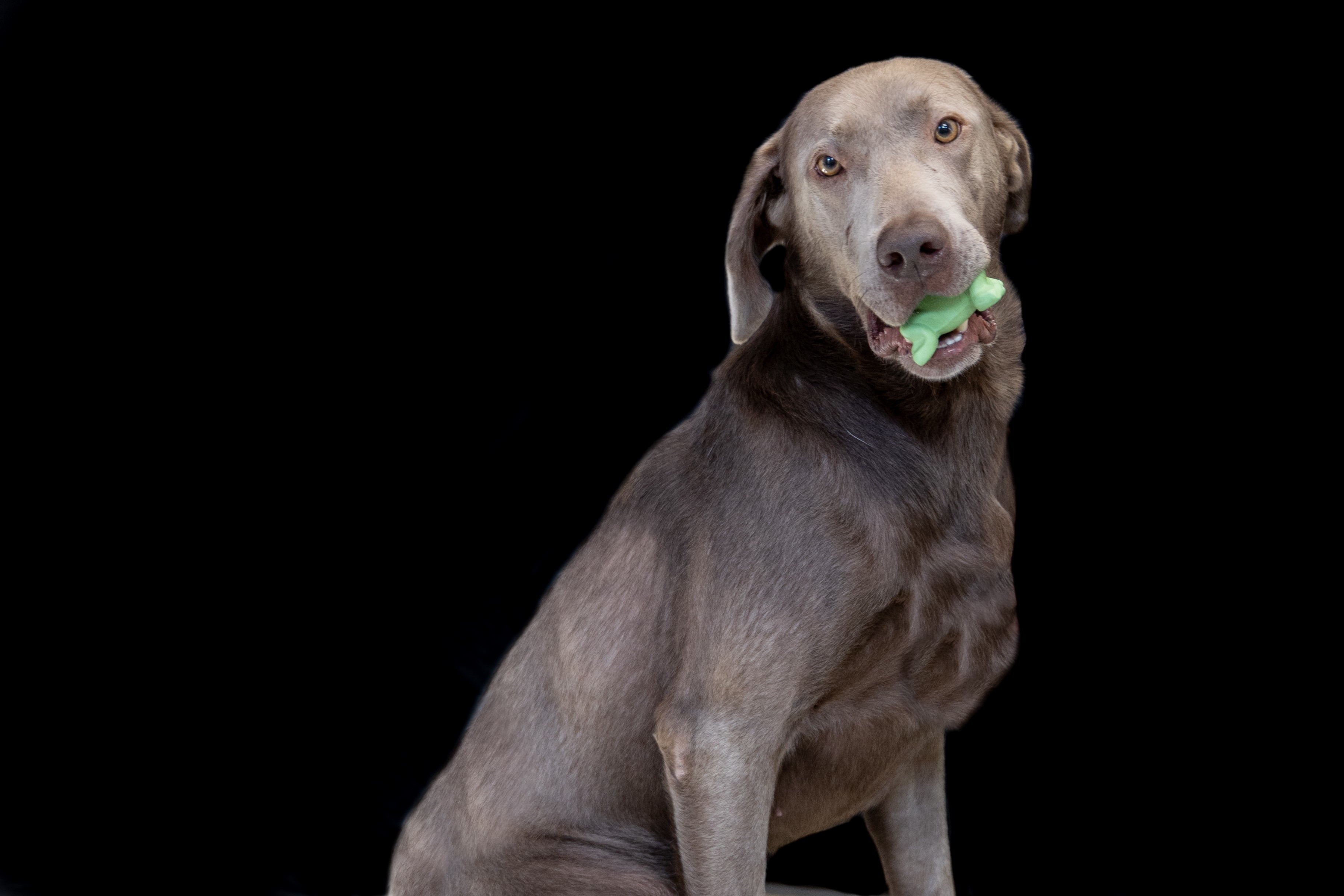 Figaro, an adoptable Weimaraner, Labrador Retriever in Richardson, TX, 75081 | Photo Image 1