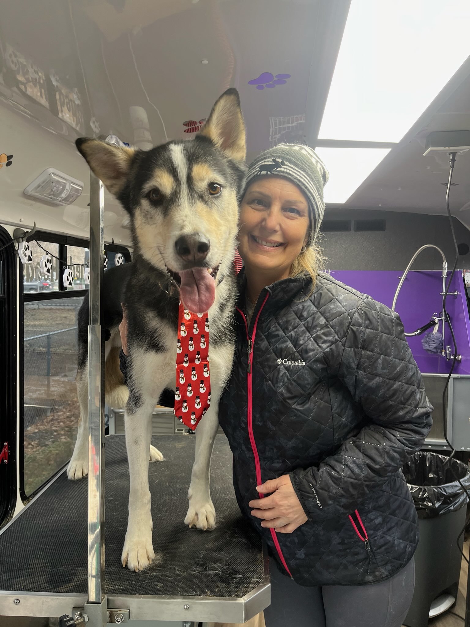 Hatchet, an adoptable Siberian Husky in Payson, UT, 84651 | Photo Image 5