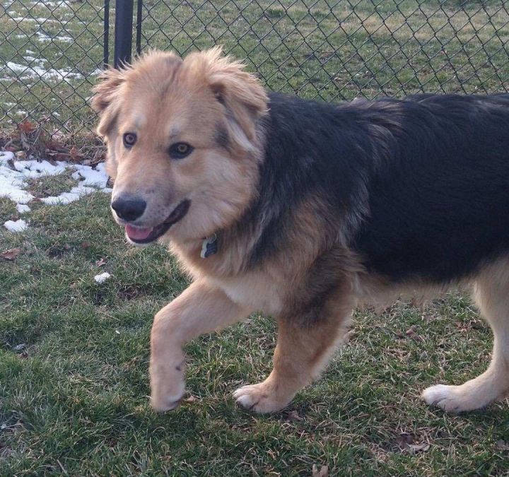 Dog for adoption - Leo, a German Shepherd Dog in Lansing, MI | Petfinder